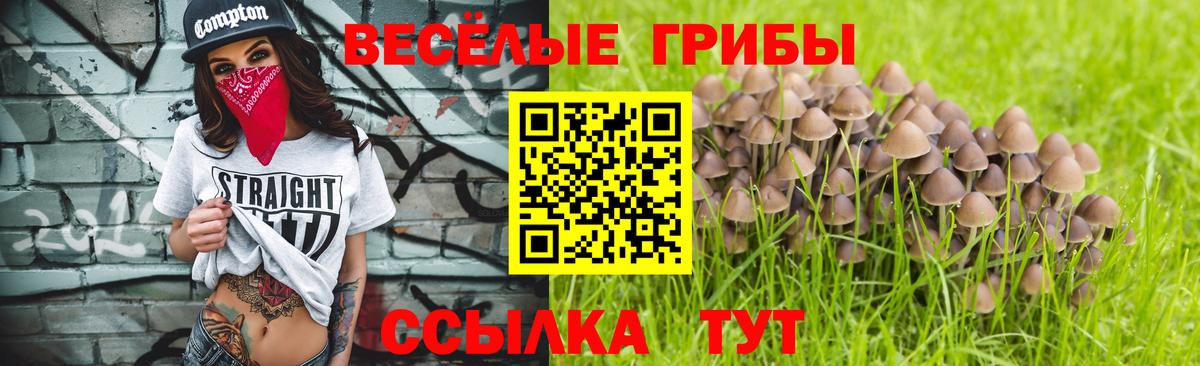 Псилоцибиновые грибы прущие грибы  Псилоцибиновые грибы Psilocybe  Выборг  Вход с VPN 